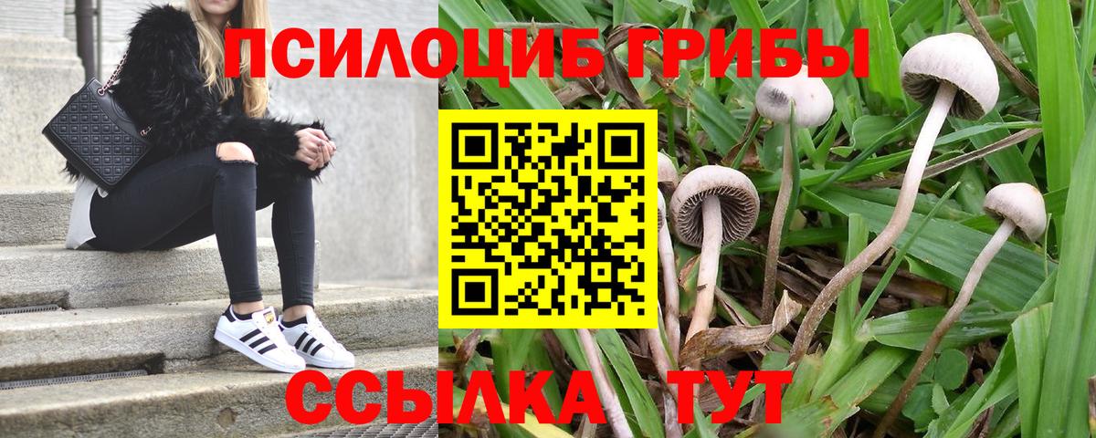 Галлюциногенные грибы Cubensis  Вход с VPN  Губкин  Псилоцибиновые грибы Cubensis 